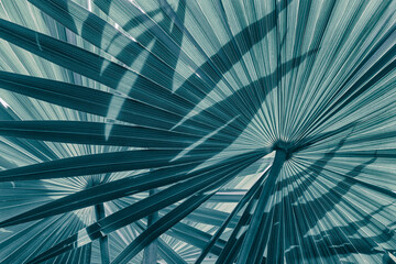 tropical palm leaves, abstract nature background, blue toned process