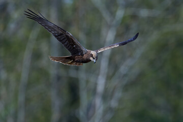 Western marsh harrier (Circus aeruginosus) harrier in its natural neviroment