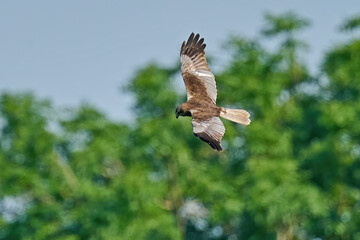 Western marsh harrier (Circus aeruginosus) harrier in its natural neviroment