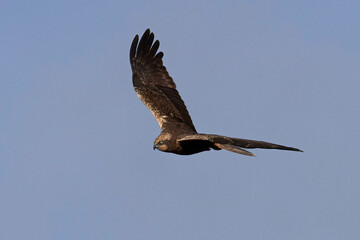 Western marsh harrier (Circus aeruginosus) harrier in its natural neviroment