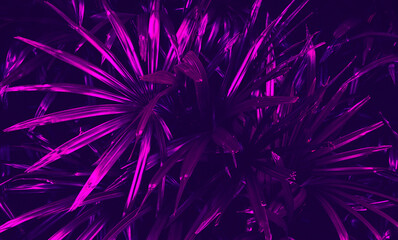 tropical leaves, exotic palm foliage, abstract nature background, purple toned process.