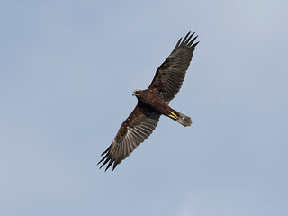 Western marsh harrier (Circus aeruginosus) harrier in its natural neviroment