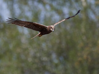 Western marsh harrier (Circus aeruginosus) harrier in its natural neviroment