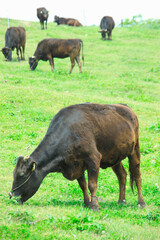 牧場の牛