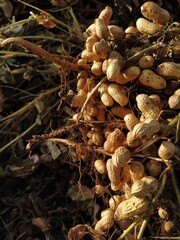 mushrooms in the forest
