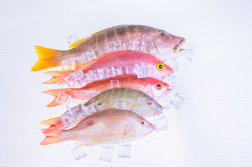 Raw Sea food. Variation of fresh Snapper fishes with ice cube on white background.