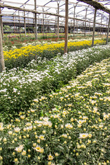 Colorful Gerberas in greenhouse in Brazil. Production and cultivation flowers. Gerbera plantation.