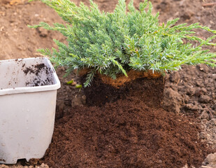transplanting a coniferous Bush from a pot into the ground.