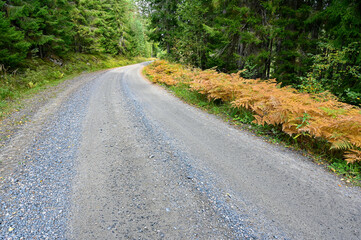 gravel road with orange fern on the roadside