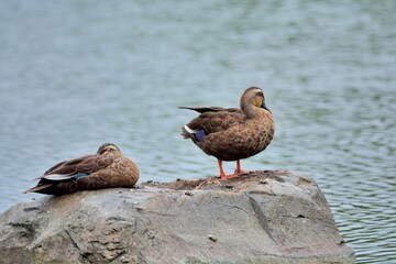 Duck (Anas poecilorhyncha)