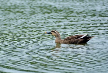 Duck (Anas poecilorhyncha)