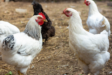 White and black village chickens walk around the yard