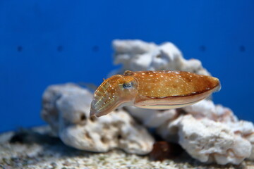 水族館のコウイカ