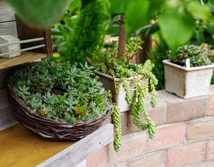 おしゃれな多肉植物の寄植え