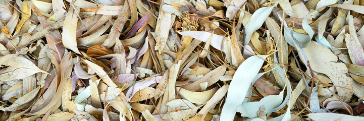 textured background of heap dry withered fallen autumn leaves of eucalyptus trees. banner