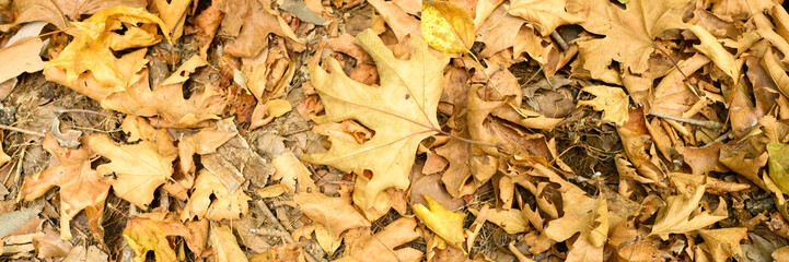 textured background of heap dry withered fallen autumn maple leaves of trees. banner