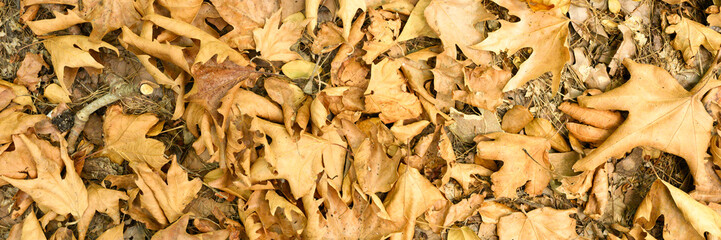 textured background of heap dry withered fallen autumn maple leaves of trees. banner