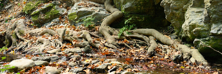 bare roots of trees growing in rocky cliffs between stones and water in autumn. banner