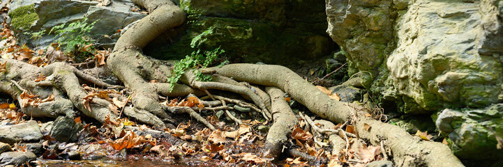 bare roots of trees growing in rocky cliffs between stones and water in autumn. banner