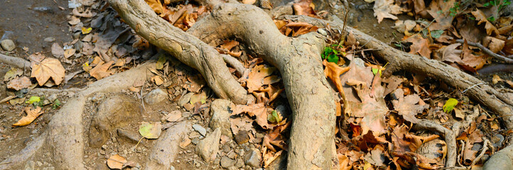 bare roots of trees protruding from the ground in rocky cliffs in autumn. banner