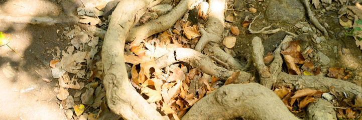 Naklejka premium bare roots of trees protruding from the ground in rocky cliffs in autumn. banner