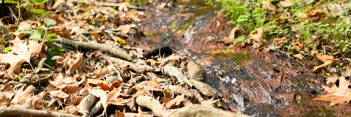 a stream running through the bare roots of trees in a rocky cliff and fallen autumn leaves. banner