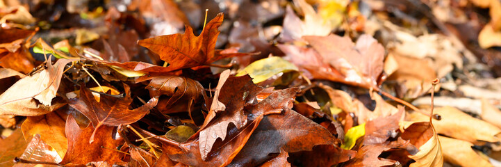 fallen autumn maple leaves are red and wet. banner
