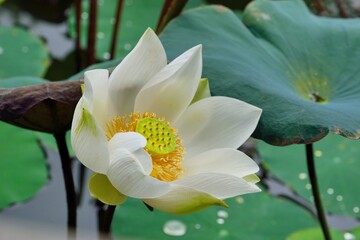 Water lily flower ( Nelumbo lotus) background