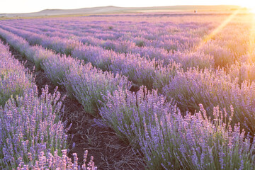 Blooming violet lavender field on sunset sky.