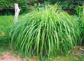 The citronella tree was planted in a bush along the fence . Fertile trunk The leaves are long and green in the farmers garden.