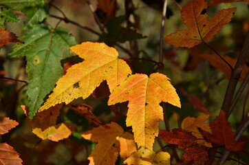 autumn leaves in the forest