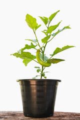 Green eggplant grow in a plant pot isolated over white background