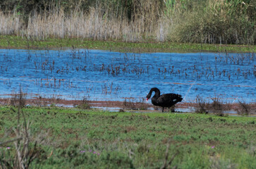 swan on the lake