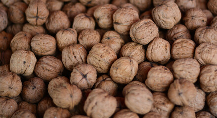 noci raccolte nel bosco
