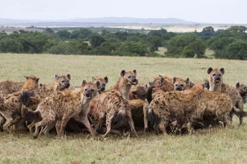 Fototapete Hyäne Hyenas clan feeding on wildebeest 