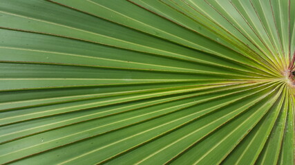 Obraz premium palm leaf background