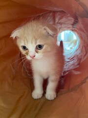 kitten