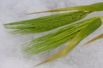 麦