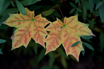 Two maple leaves with green, yellow and orange color