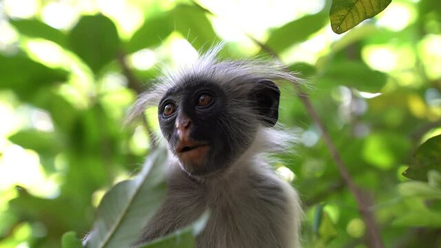Wild red colobus monkey sitting on the branch in tropical forest on the island of Zanzibar, Tanzania, East Africa