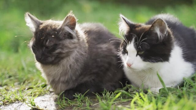 Two cute kittens are sitting on the grass in the park.