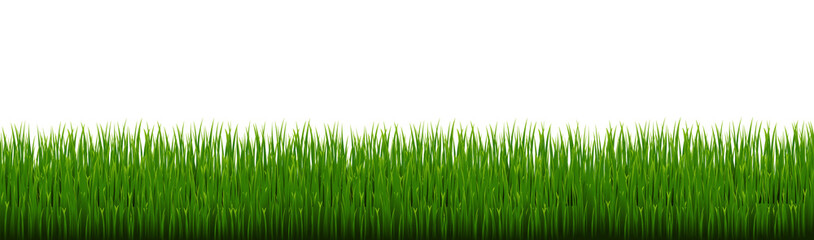 Fototapeta premium Green Grass Border Isolated White background, Vector Illustration