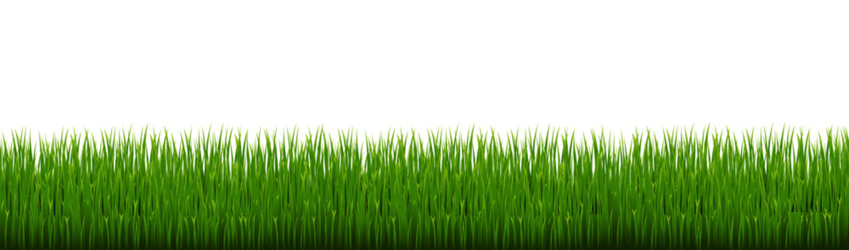 Green Grass Border Isolated White background, Vector Illustration