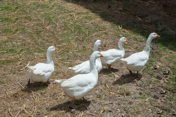 A flock of geese walking