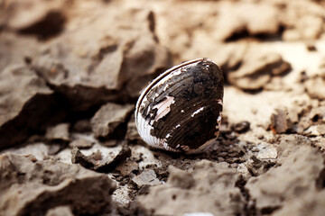 Lone  Shell On The Shor Of A River