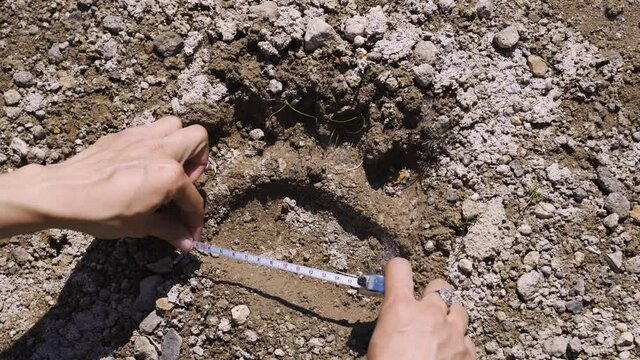 The zoologist measures the size of the bear's footprint. Kamchatka Peninsula, Russia