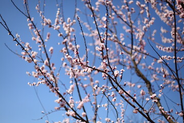青空とスモモの花