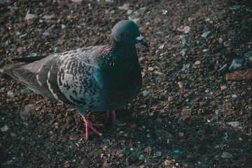 pigeon