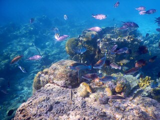 Fototapeta na wymiar curacao diving