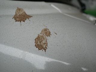 bird poop on car and dirty.